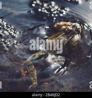 Frog in the water, spawning season, close-up Stock Photo