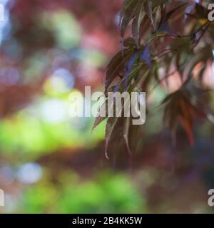 Plant detail, branches, leaves, japanese maple, Acer palmatum Stock Photo