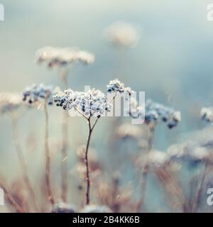 Grasses in frost, plant details Stock Photo