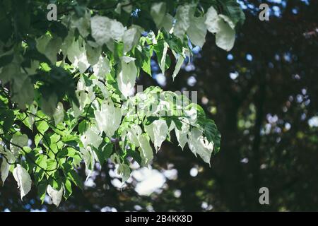 Flowering handkerchief tree, close-up, Davidia involucrata Stock Photo