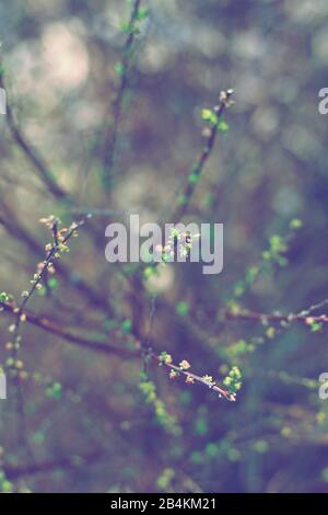 Twigs with buds, close-up Stock Photo