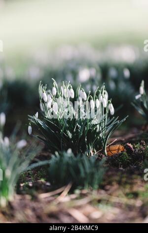 Snowdrops on forest floor, close-up, galanthus Stock Photo
