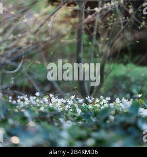 Flowering wood anemone in meadow, Anemone nemorosa Stock Photo