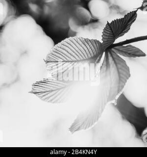 Nature details, chestnut leaves, Castanea, b/w Stock Photo