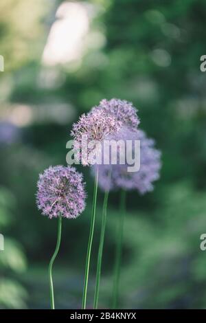 Star ball leek flower, Allium cristophii, detail Stock Photo