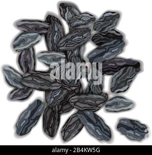 Dried dark raisins on a white background vector illustration Stock ...