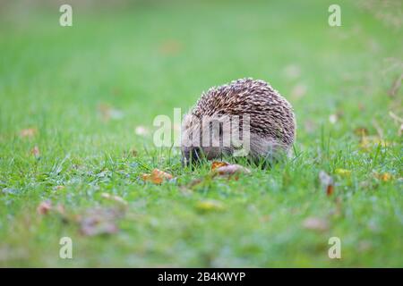 Europe, Denmark, Bornholm. A little hedgehog (Erinaceidae) in the meadow of a farm at Bastemose. Stock Photo