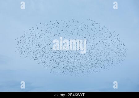 Europe, Denmark, Bornholm. At dusk, a flock of starlings (Sturnidae) flies over the fields.
