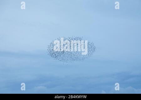 Europe, Denmark, Bornholm. At dusk, a flock of starlings (Sturnidae) flies over the fields.