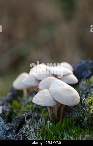 Europe, Denmark, Bornholm. A group of small mushrooms grows from an old stump in the Majdal heath. Stock Photo