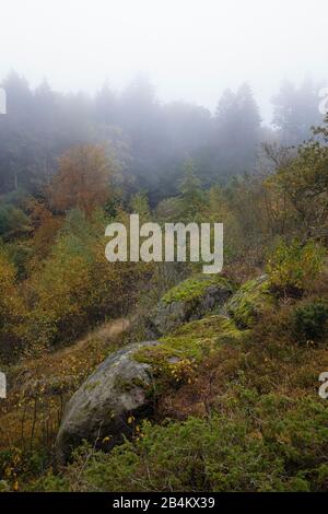 Europe, Denmark, Bornholm. Thick clouds of fog over the primeval forests of the Paradisbak kernels. Stock Photo