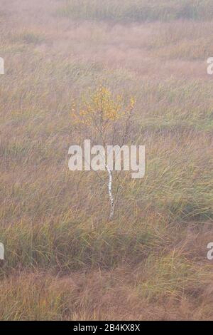 Europe, Denmark, Bornholm. A single birch grows in the fog from the wet meadows of the Ã˜lene moor. Stock Photo