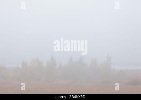 Europe, Denmark, Bornholm. The Ã˜lene bog in the thick fog. Stock Photo