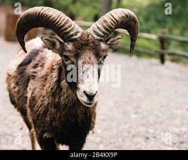 Mouflon, Ovis aries musimon Stock Photo