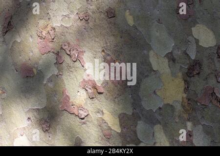 Spotted tree bark Stock Photo