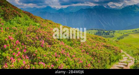 Alpine rose blossom, panorama from Fellhorn, 2038m, to Höfats, 2259m, and other Allgäu mountains, Allgäu Alps, Allgäu, Bavaria, Germany, Europe Stock Photo