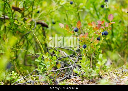Blueberries in Swedish forest Stock Photo