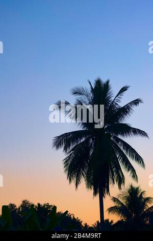 Large palm trees silhouetted against the twilight sky. Stock Photo