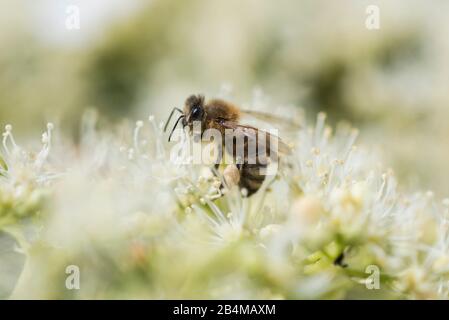 Germany, Baden-Württemberg, bee on a flowering climbing hydrangea, close-up Stock Photo