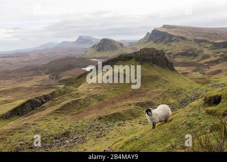 Great Britain, Scotland, Inner Hebrides, Isle of Skye, Trotternish, Quiraing, sheep grazing in green landscape Stock Photo