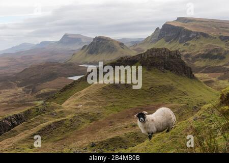 Great Britain, Scotland, Inner Hebrides, Isle of Skye, Trotternish, Quiraing, sheep grazing in green landscape Stock Photo