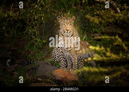 Leopard, Panthera pardus, mother with cub, Masai Mara National Reserve, Kenya, Africa Stock Photo