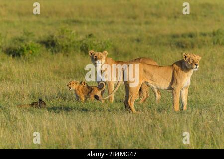 African lion, Panthera Leo, two lioness with cub, Masai Mara National Reserve, Kenya, Africa Stock Photo