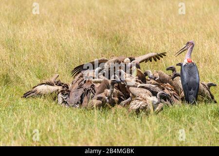 White backed vulture, Gyps africanus, group of birds and Marabou Stork, Leptoptilos crumeniferus, on kill, Masai Mara National Reserve, Kenya, Africa Stock Photo