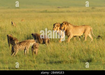 African lion, Panthera Leo, male and Spotted hyena, Crocuta crocuta, in savannah, Masai Mara National Reserve, Kenya, Africa