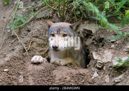 Wolf, Canis lupus, in cave Stock Photo