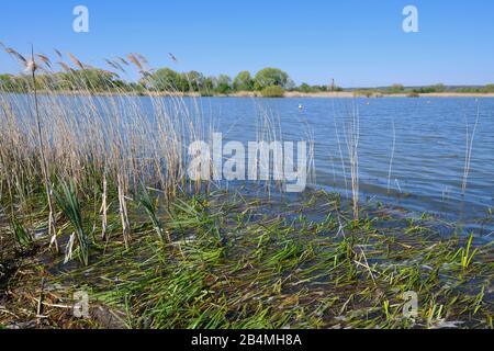 Lake Altmühlsee in spring, Muhr am See, Gunzenhausen, Franconian Lake District, Central Franconia, Bavaria, Germany Stock Photo