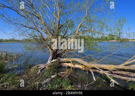 Willow tree on Lake Altmühlsee in spring, Muhr am See, Gunzenhausen, Franconian Lake District, Central Franconia, Bavaria, Germany Stock Photo