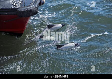 Commerson's Dolphins (Cephalorhynchus commersonii) sighted at Port Stanley, the Falklands Stock Photo