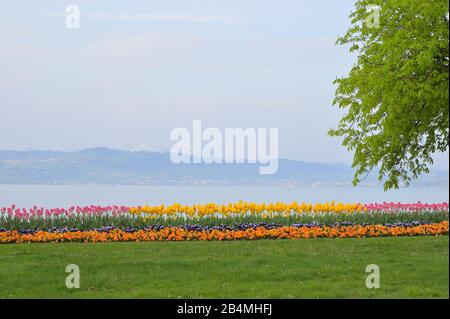 Colorful spring flowers in park at lake constance, Kreesbronn am Bodensee, Lake Constance, Baden-Württemberg, Germany Stock Photo