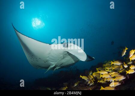 Reef Manta Ray, Manta alfredi, Ari Atoll, Indian Ocean, Maldives Stock Photo