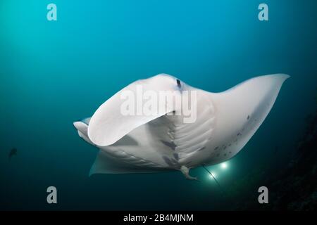 Reef Manta Ray, Manta alfredi, Ari Atoll, Indian Ocean, Maldives Stock Photo