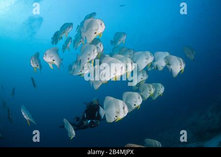 Shoal of Longfin Batfish, Platax teira, Ari Atoll, Indian Ocean, Maldives Stock Photo