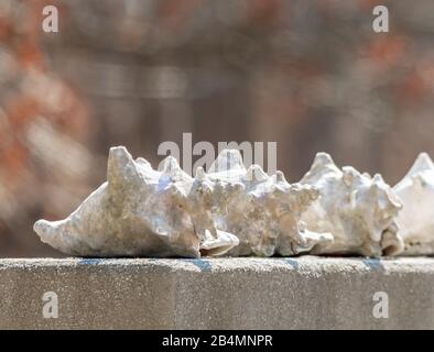 several weathered conch shells Stock Photo