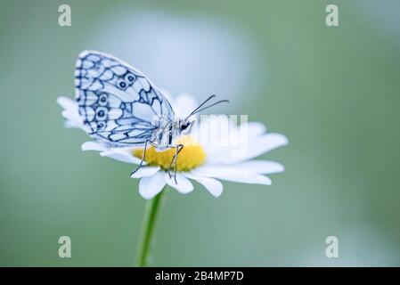 Summer in Bavaria. Impressions from the foothills of the Alps: chess board (butterfly) in a flower meadow on a daisy Stock Photo