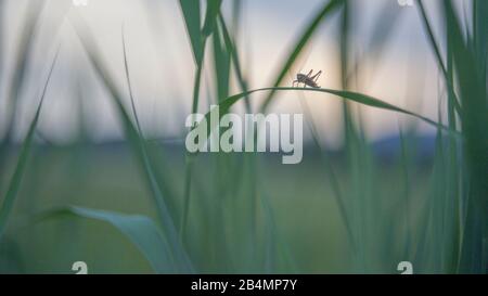 Summer in Bavaria. Impressions from the Alpine foothills: grasshoppers in the reeds Stock Photo
