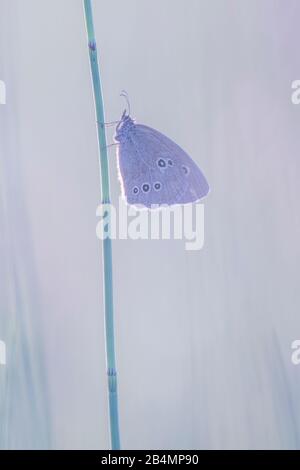 Summer in Bavaria. Impressions from the Alpine foothills: butterfly in the reeds Stock Photo