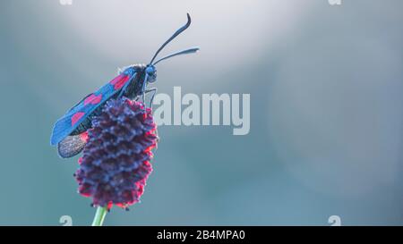 Summer in Bavaria. Impressions from the foothills of the Alps: burnet on a plant Stock Photo