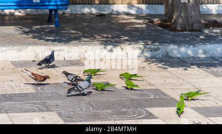 One day in Malaga; Impressions from this city in Andalusia, Spain. Budgerigars and pigeons on the beach promenade.
