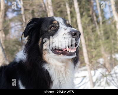 Closeup of the face of a border collie Australian shepherd mix pet outside on the forest trail Stock Photo