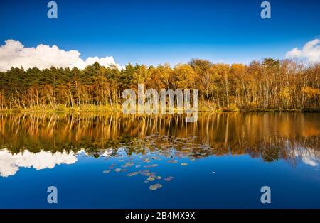 Deutschland, Mecklenburg-Vorpommern, Müritz-Nationalpark, Stiller See mit Seerosen im Herbst, bunter Wald spiegelt sich, Wienpietschseen Stock Photo