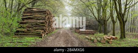 Hiking trail through near-natural foggy forest in spring, freshly cut wood, wood piles on the forest road, Burgenlandkreis, Saxony-Anhalt, Germany Stock Photo