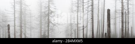 Deutschland, Niedersachsen, Nationalpark Harz, nebliger toter Wald, abgestorben durch Trockenheit und Borkenkäferbefall, Panorama Stock Photo