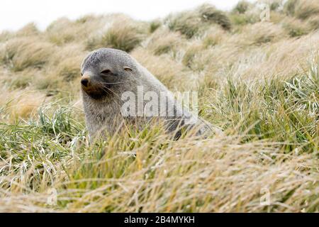 Antarctic Fur Seal (Arctocephalus gazella) on Prion Island, South Georgia Stock Photo