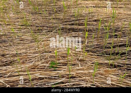 Old reeds from the previous year, flattened by the snow on the shores of a small lake. Young green ship grows out of it. Stock Photo