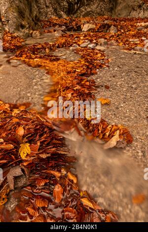 Accumulated leaves on a small stream in the Bavarian Prealps near Kochel in autumn. Stock Photo